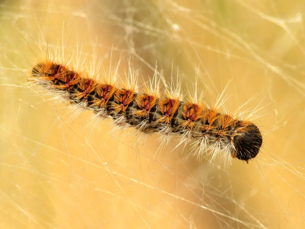 Chenille processionnaire du pin, Thaumetopoea pityocampa