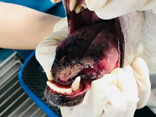 Lésion de la langue d’un chien après contact avec une chenille processionnaire