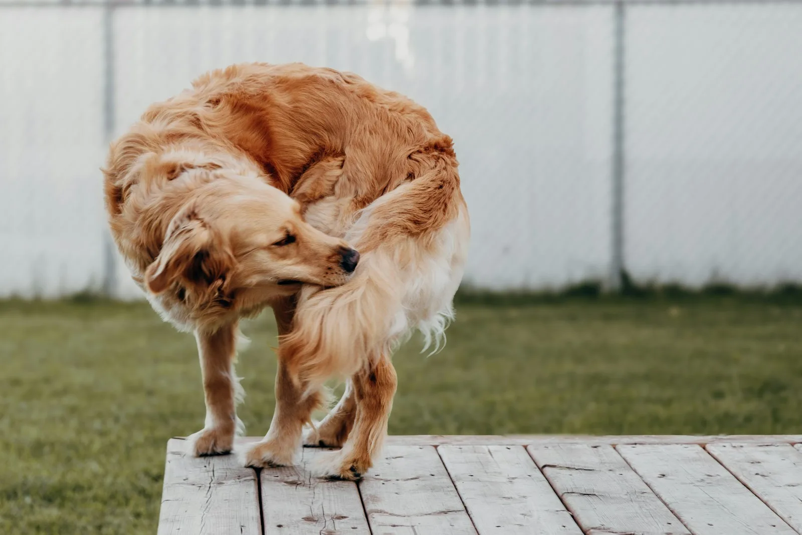 Chien qui se gratte, signe possible de puces