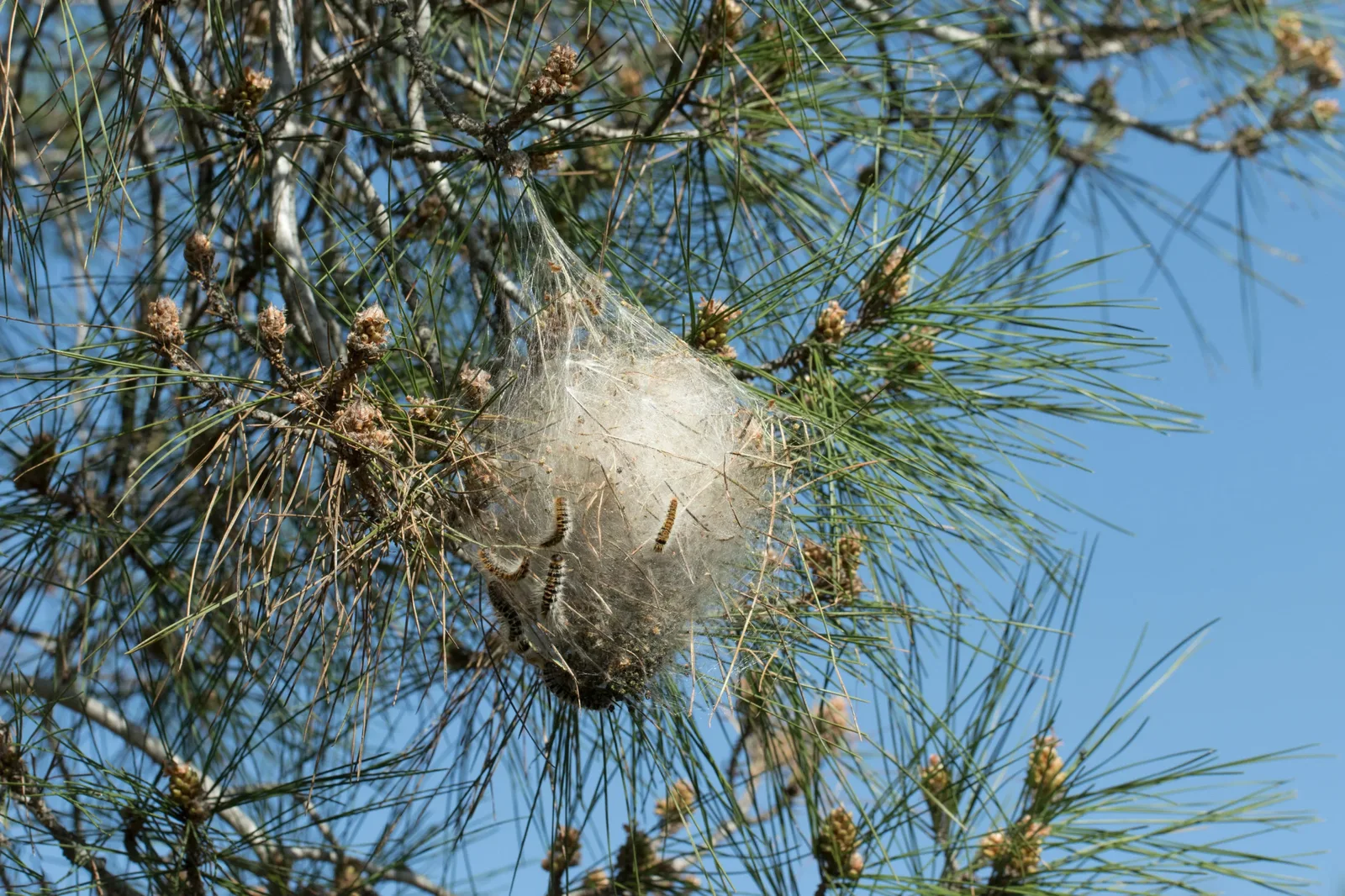 Nid blanc de chenilles processionnaires dans un pin