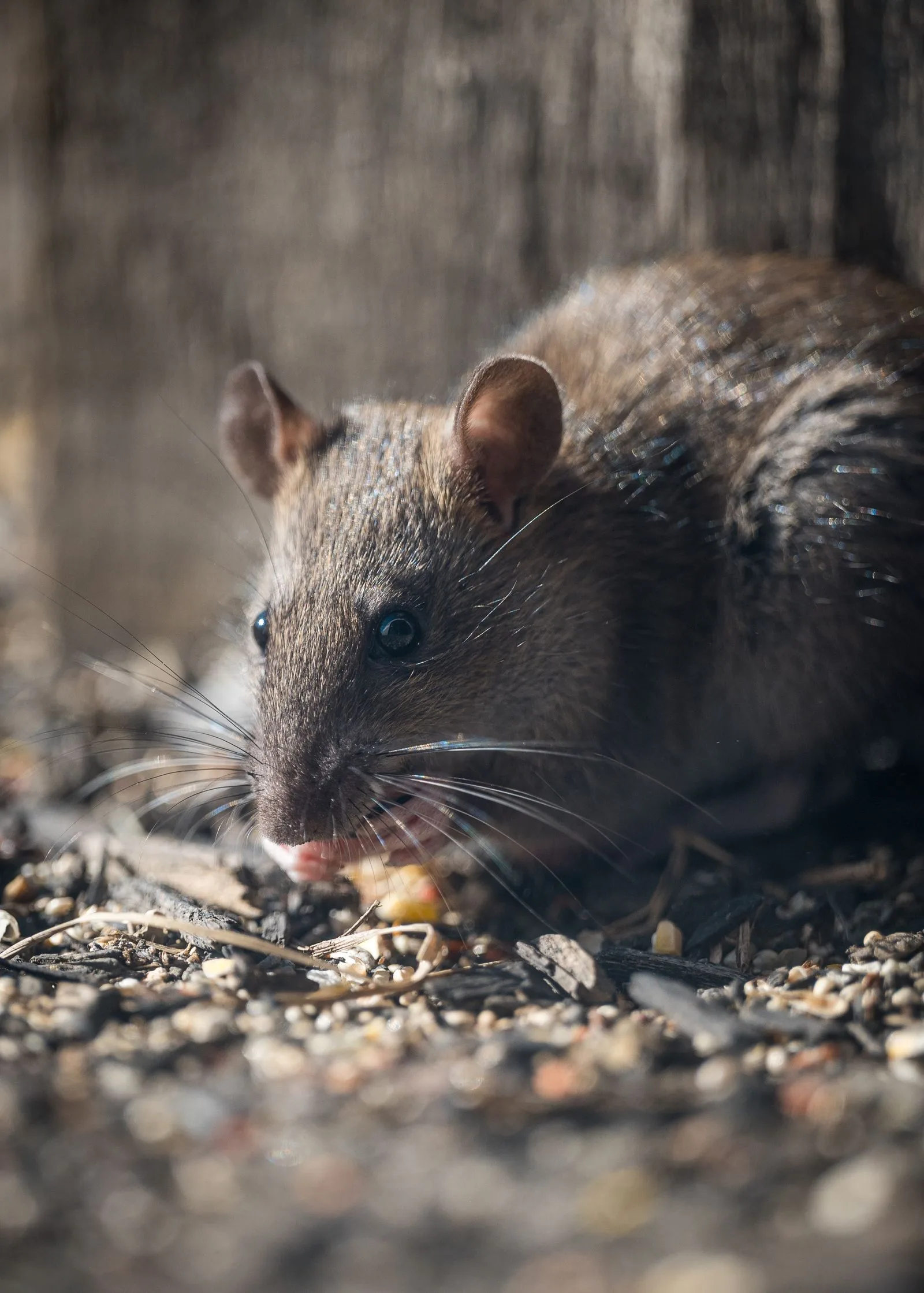Rat brun (surmulot), fréquent dans les caves et parties communes